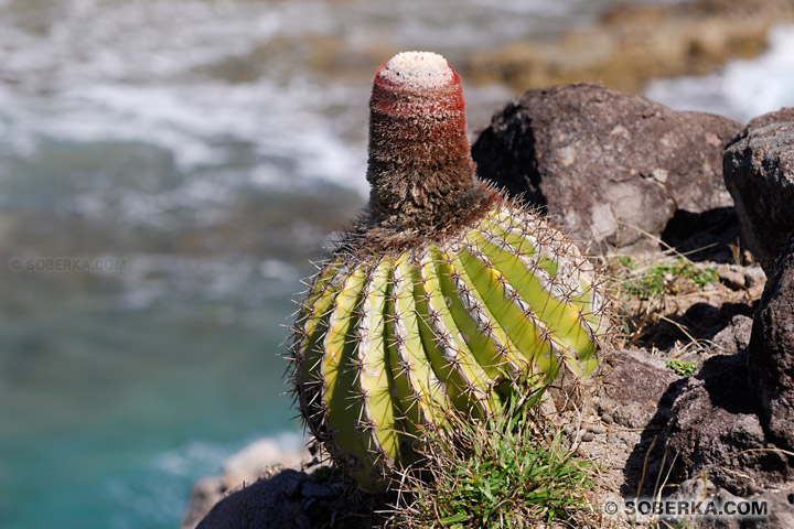 Cactus - Les Saintes - Guadeloupe