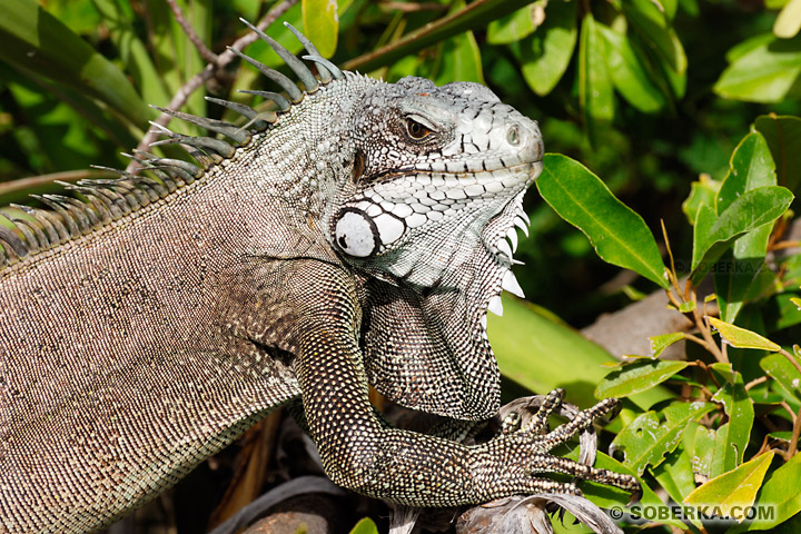 Iguane des Petites Antilles (Iguana delicatissima) - Les Saintes - Guadeloupe