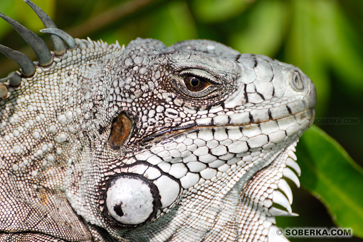 Gros plan sur un Iguane - Les Saintes - Guadeloupe