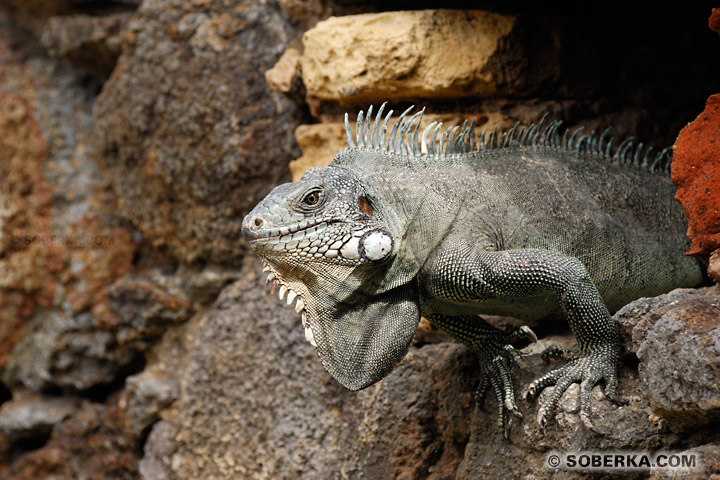 Iguane dans la muraille du fort Napoléon. - Les Saintes - Guadeloupe
