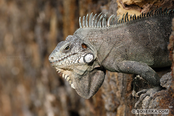 Iguane des Antilles - Les Saintes - Guadeloupe