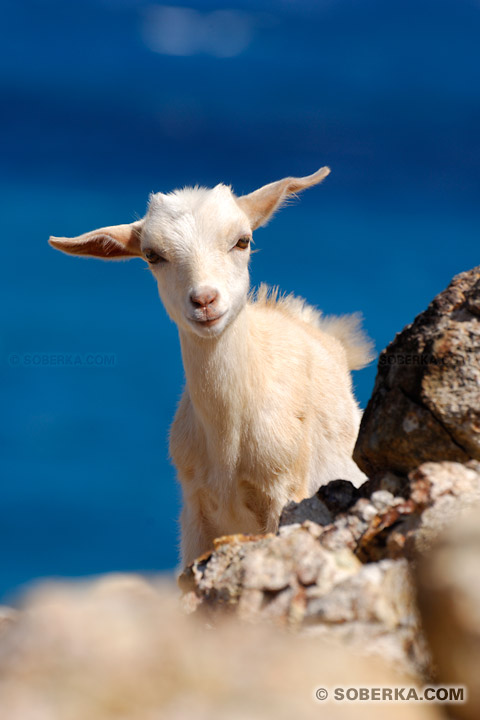 Chevreau créole ou cabri - Les Saintes - Guadeloupe