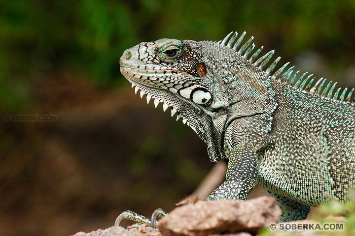 Iguane vert - Les Saintes - Guadeloupe