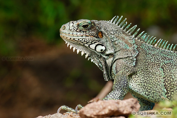 iguane vert