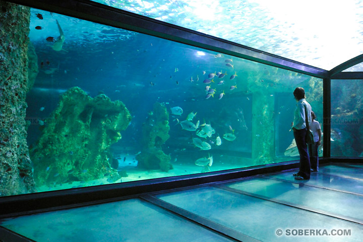 Visite de l'Aquarium de Sydney à Sydney