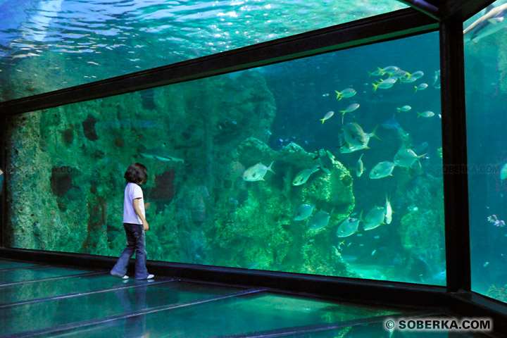 Sydney Aquarium visite à Sydney