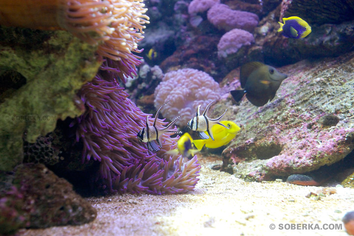 Poissons Sydney Aquarium à Sydney