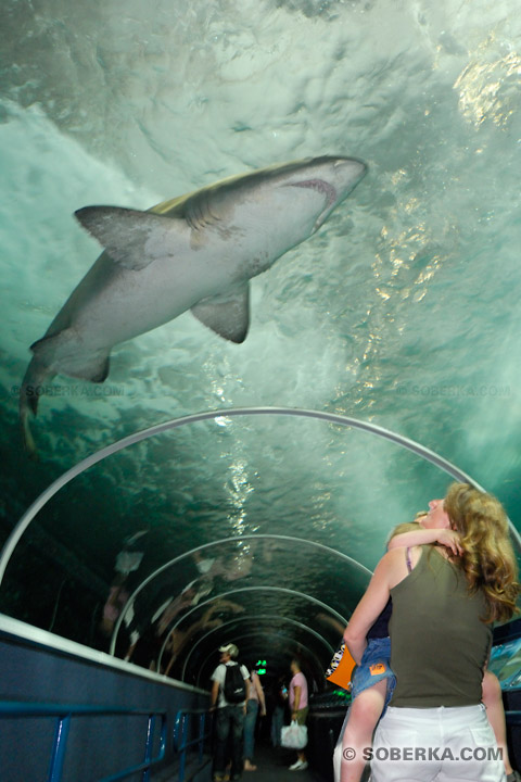 Requin dans l'aquarium de Sydney à Sydney