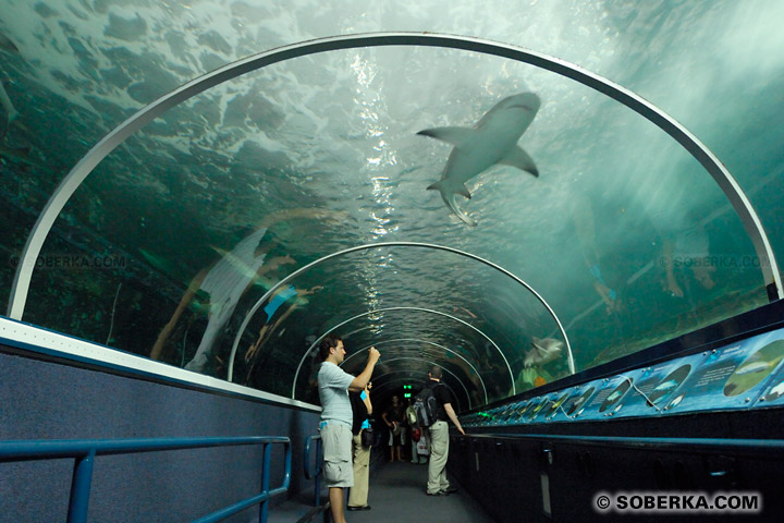 Aquarium de Sydney - Tunnel à requins ! à Sydney