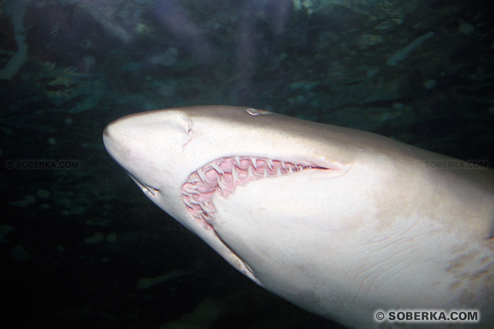 Dents de Requin à Sydney