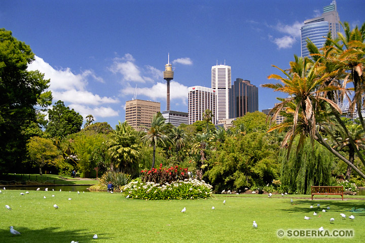 Sydney Jardins Botaniques à Sydney