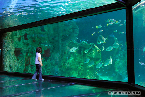 Sydney Aquarium